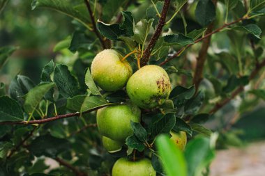 three green apples on a tree branch in the garden