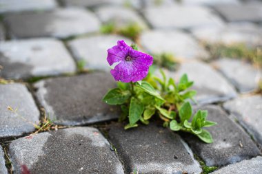 a flower grows through the cobblestones. Close capture