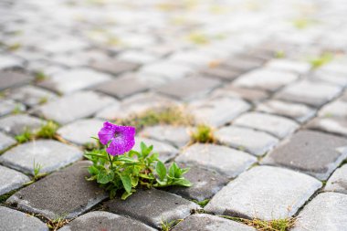 a flower grows through the cobblestones. Close capture