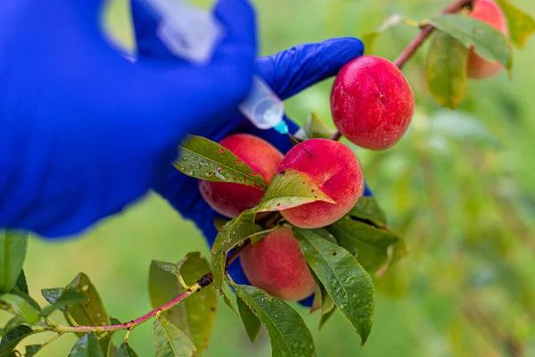 gardener in blue gloves injects and takes care of peaches in the garden