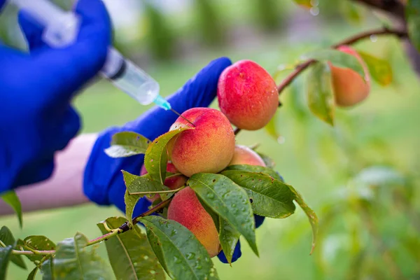 gardener in blue gloves injects and takes care of peaches in the garden
