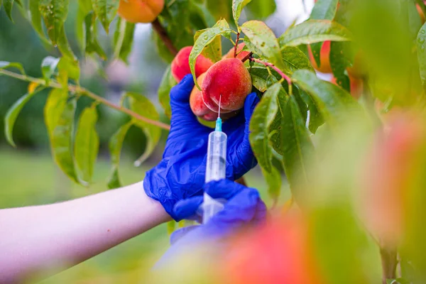 gardener in blue gloves injects and takes care of peaches in the garden