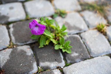 a purple flower grows through the cobblestones. lust for life concept