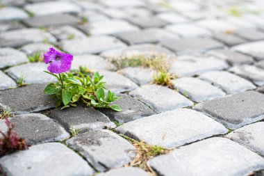 a purple flower grows through the cobblestones. lust for life concept
