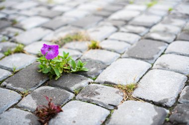 a purple flower grows through the cobblestones. lust for life concept