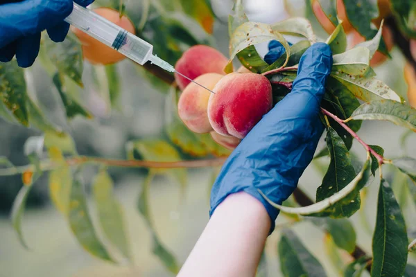 Farmer Blue Gloves Injects Peaches Close Capture Genetically Modified Products — Photo