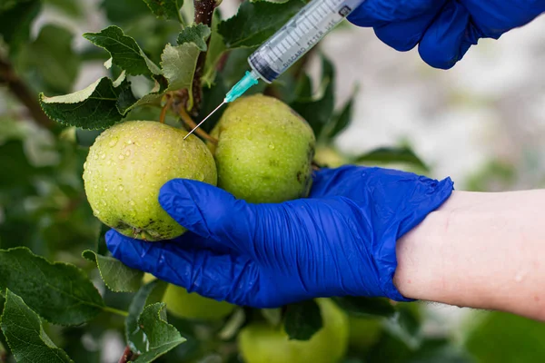 Farmer Blue Gloves Injects Apple Close Capture Genetically Modified Products Imagen de archivo