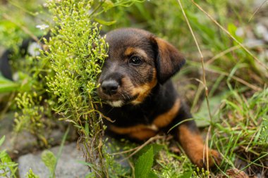 portrait of brown puppy dog. stray dog sitting on the street