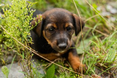 portrait of brown puppy dog. stray dog sitting on the street