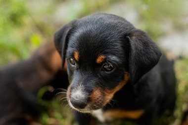 portrait of black puppy dog with brown and white spots. stray dog sitting on the street