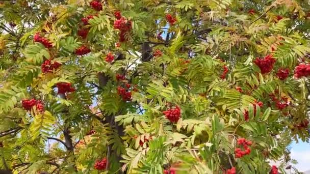 Ramas Rowan Tree Con Bayas Rojas Moviéndose Viento Otoño — Vídeos de Stock