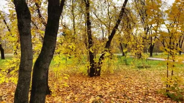 Ciudad Otoño Paisaje Hojas Amarillas Los Árboles Coche Entrada — Vídeo de stock