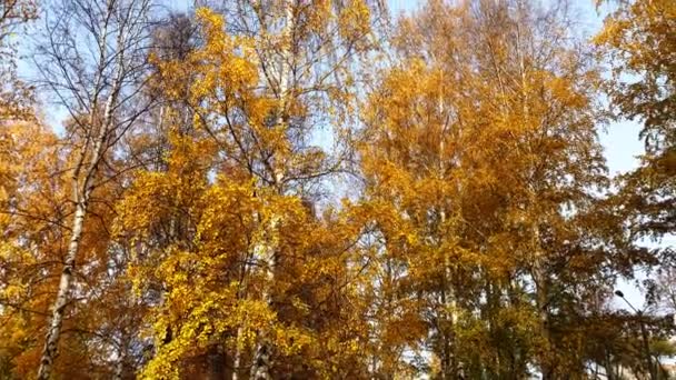 Efterårslandskab Birketræer Med Gule Blade Blå Himmel – Stock-video