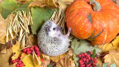 Düşen sonbahar yaprakları üzerinde küçük kirpi ve balkabağı