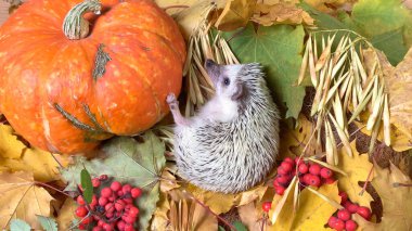 Düşen sonbahar yaprakları üzerinde küçük kirpi ve balkabağı