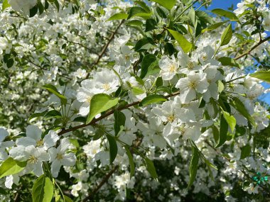 Mavi kayak arka planında çiçek açan elma ağacı dalı