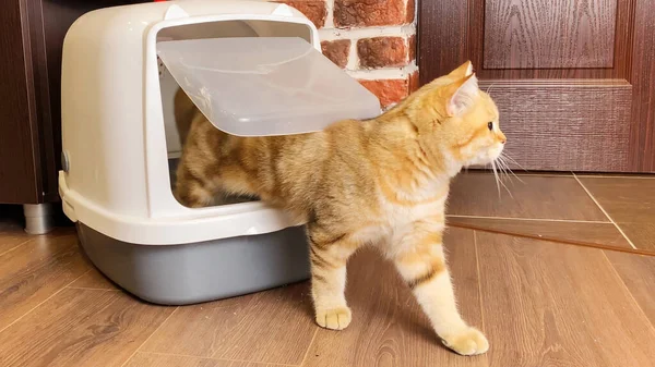 Çöp kutusundan çıkan kedi dışkıdan sonra kapatıldı