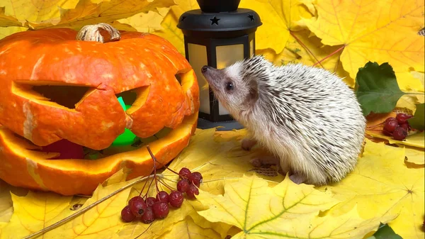 Halloween Jack Tök Kis Sündisznó Őszi Leveleken — Stock Fotó