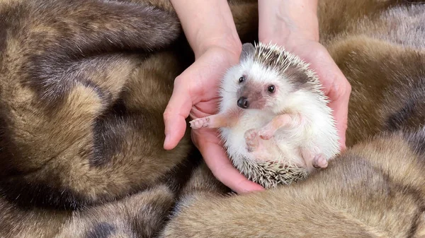 Manos Sosteniendo Poco Erizo Africano Mascota Doméstica Sobre Fondo Piel — Foto de Stock