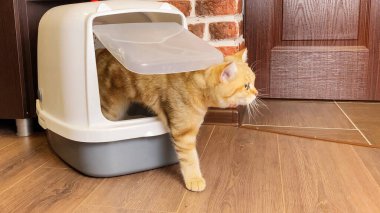 Çöp kutusundan çıkan kedi dışkıdan sonra kapatıldı