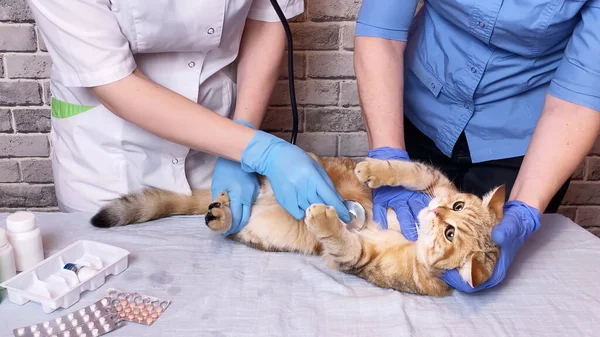 Veterinario Examinando Gato Jengibre Con Estetoscopio Médico Veterinario Asistente Sosteniendo — Foto de Stock