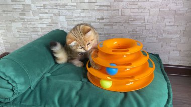Kedi oyuncağı. Küçük kızıl çizgili kedi yavrusu yeşil kedi yatağında kedi oyuncağıyla oynuyor. Topları yakalayan kedi. Sevimli hayvanlar. 