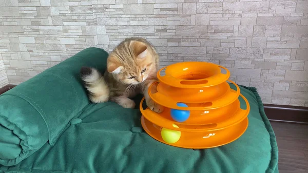 Kedi oyuncağı. Küçük kızıl çizgili kedi yavrusu yeşil kedi yatağında kedi oyuncağıyla oynuyor. Topları yakalayan kedi. Sevimli hayvanlar. 