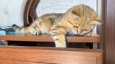 Zencefilli çizgili kedi yavrusu mavi kareli battaniyenin üzerinde yatıyor. Altın çinçilya kedisi. 