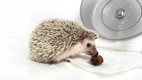 Μικρός Σκαντζόχοιρος Τρώει Μεγάλο Σκαθάρι Λευκό Φόντο Αρχική Φροντίδα Για — Φωτογραφία Αρχείου