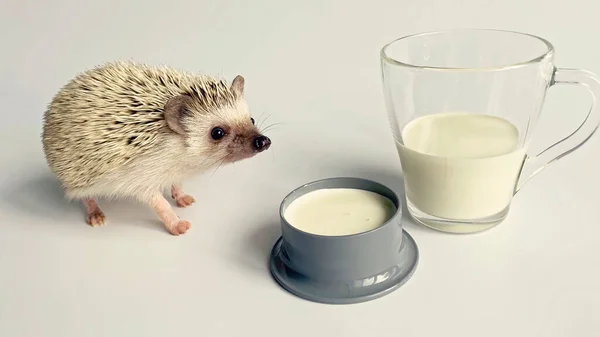 Mały Jeż Wąchający Mleko Szkle — Zdjęcie stockowe