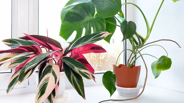 Stromanthe and Monstera indoor flowers with striped red and green leaves on windowsill at winter, snow outside. Home gardening