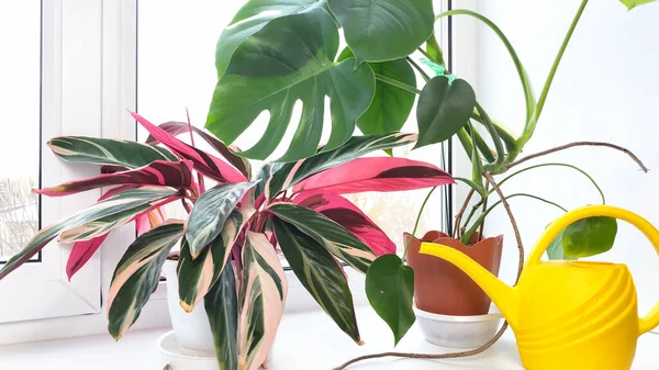 Stromanthe ve Monstera kapalı alan çiçekleri kışın pencere kenarında çizgili kırmızı ve yeşil yapraklar, dışarıda kar. Evde bahçe işleri.