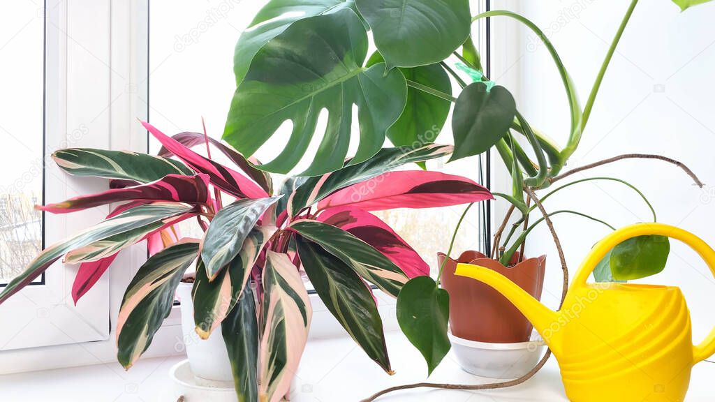 Stromanthe and Monstera indoor flowers with striped red and green leaves on windowsill at winter, snow outside. Home gardening