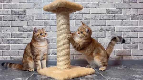 Gatos Afilando Garras Poste Rayado Sobre Fondo Pared Gris —  Fotos de Stock