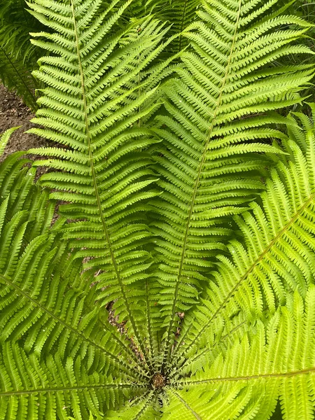 Zelené Kapradinové Listy Struktura Tropických Rostlin — Stock fotografie