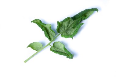 Domates bitkisi hastalıkları. Sebze yaprakları. 