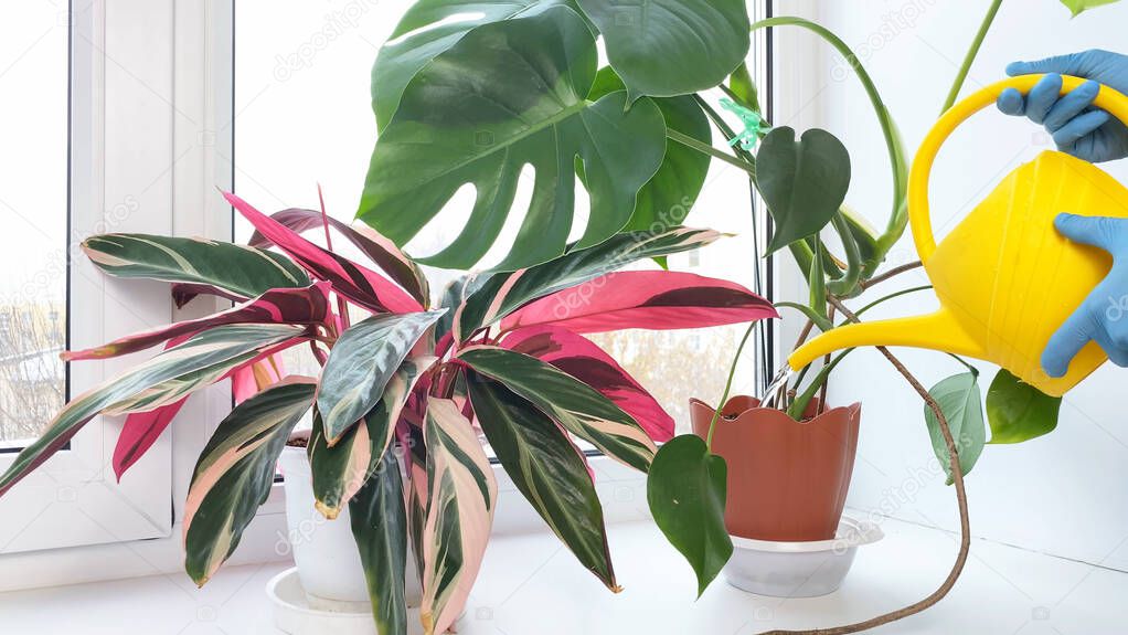 Potted flower Monstera, watering can on windowsill. Hands watering plants in room. Indoor flowers care and home gardening at winter.