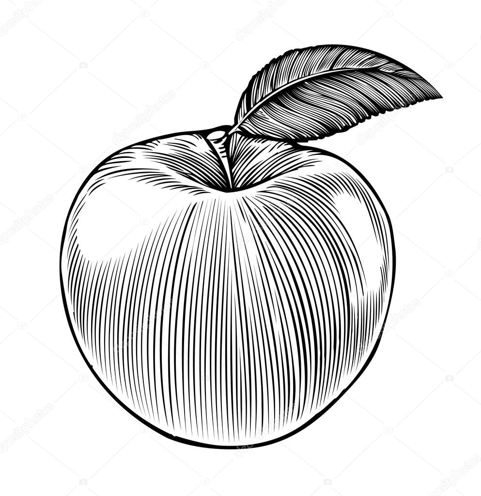 Apple in engraving style