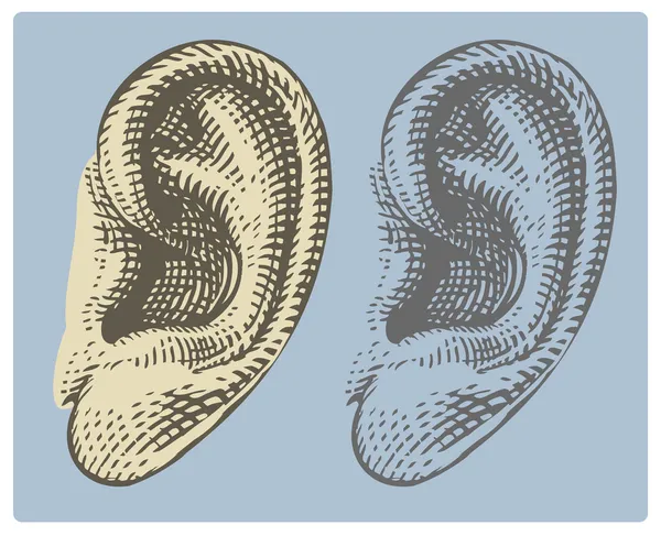 Oído humano en estilo grabado — Archivo Imágenes Vectoriales