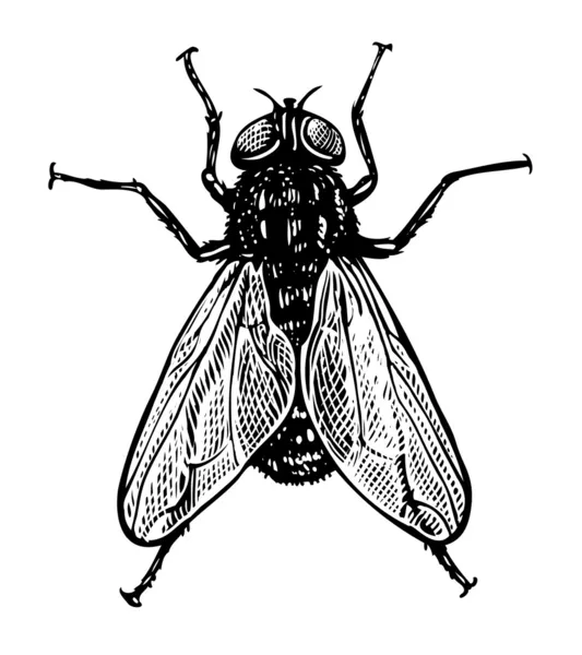 Vector illustration of fly in vintage engraved style — Stock Vector