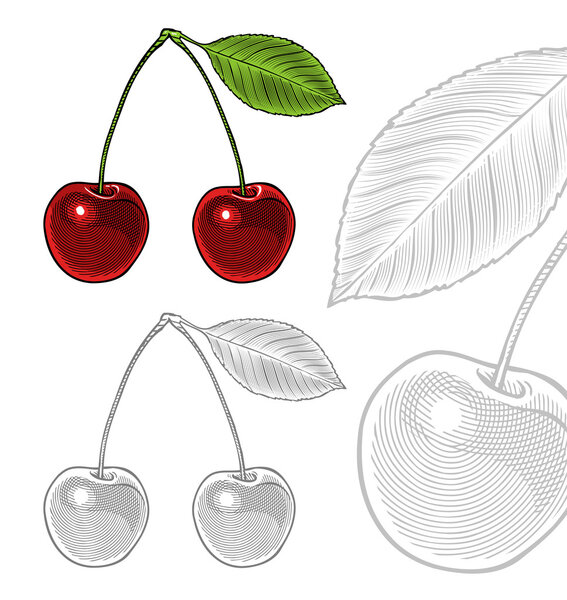 Vector illustration of sour cherry with leaf in vintage engraving style