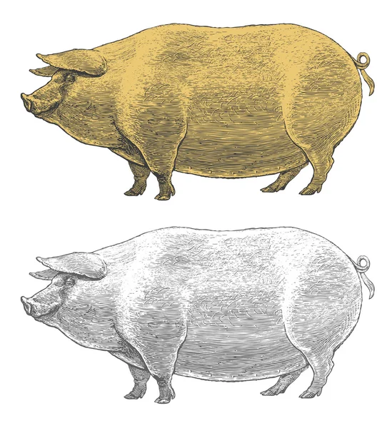 Svin eller svin i graverade vintagestil — Stock vektor