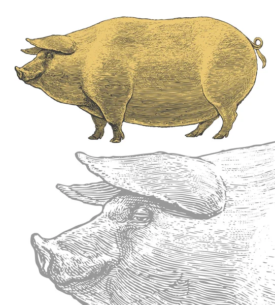 Cochon ou porc dans un style gravé vintage — Image vectorielle