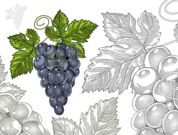 Grapes in vintage engraved style — Stock Vector