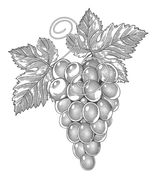 Uvas en estilo grabado vintage — Vector de stock