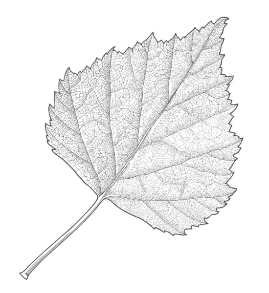 Hoja de otoño vector — Vector de stock