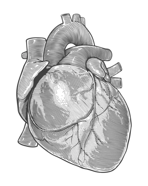 Menselijk hart in vintage gravure stijl — Stockvector