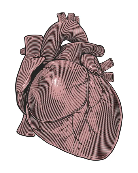 Coeur humain — Image vectorielle