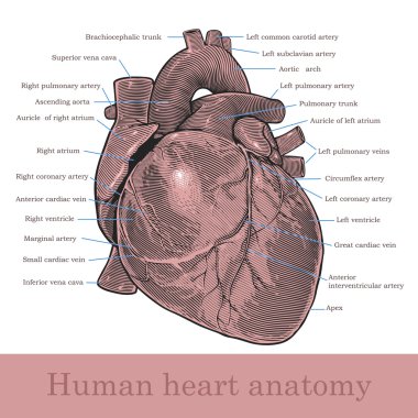 insan kalp anatomisi