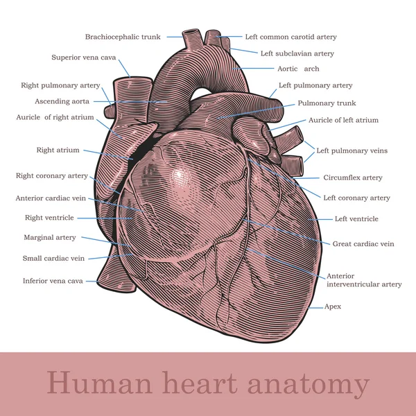 Anatomía del corazón humano — Vector de stock